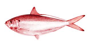 Ibanez – Denying the Antecedent, Suppressing the Evidence and one big fat Red Herring